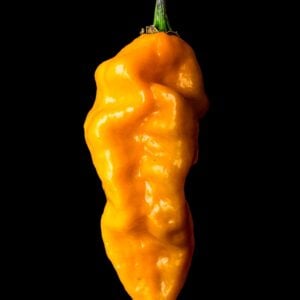 Piment Datil de Floride