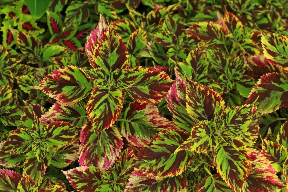 coleus-mosaic coleus-mosaic
