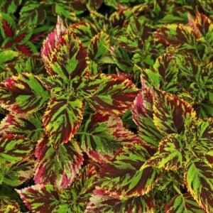 Coleus Mosaic