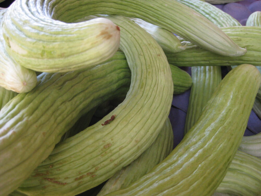 Armenian cucumber concombre Armenian cucumber concombre