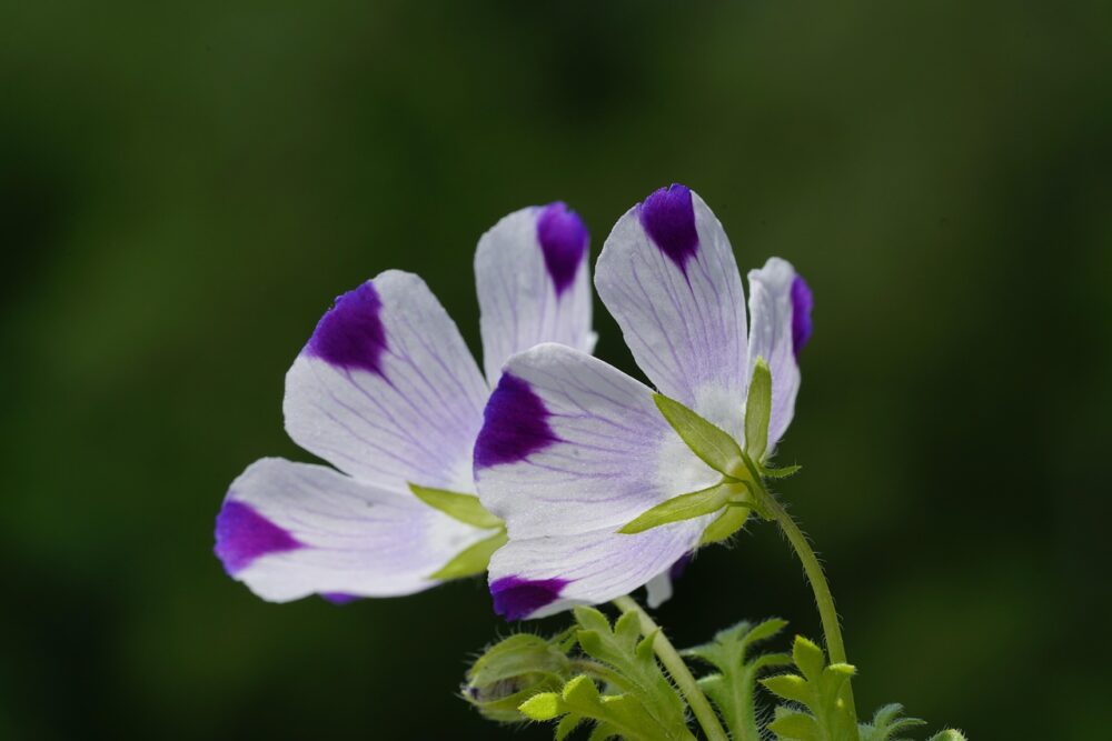 Nemophila maculata five spot Nemophila maculata five spot