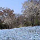 Nemophila 'Baby Blue Eyes' (Nemophila menziesii)