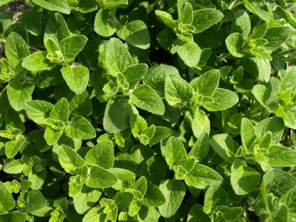 Oregano Za'atar Oregano Za'atar