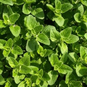 Origan Sauvage du Moyen-Orient '' Za'Atar ''