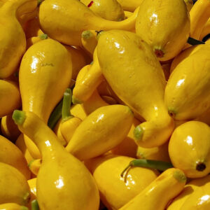 Courge d'été doré Crookneck