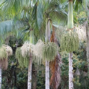 "King Palm" Archontophoenix alexandrae