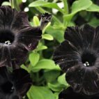 black-2343107_1280