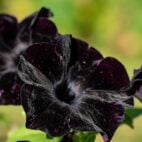 flowers-7202177_1280