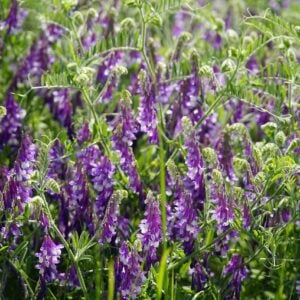 Vicia Villosa : La Vesce Velue