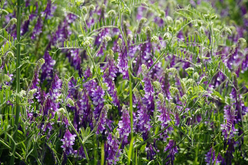 Vicia Villosa : La Vesce Velue - Semence Canada