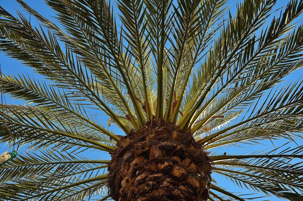 palm-320831_1280