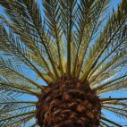 palm-320831_1280