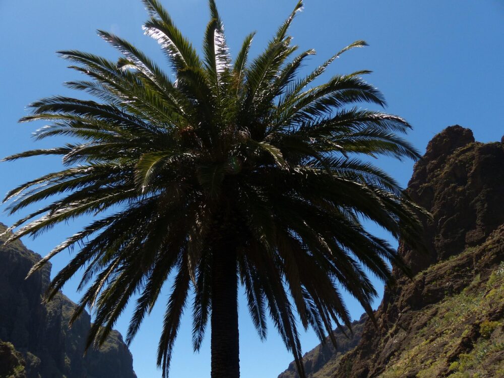 palm-tree-384426_1280