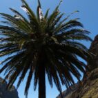 palm-tree-384426_1280