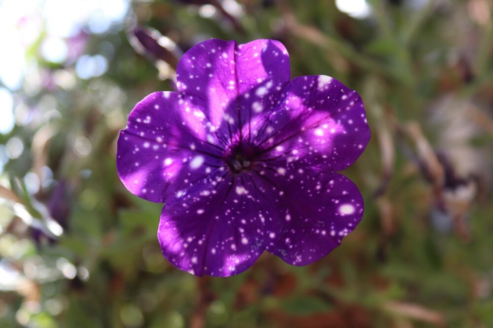 petunia-2791262_1280