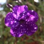 petunia-2791262_1280