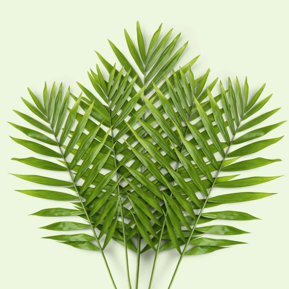 chamaedorea seifrizii chamaedorea seifrizii