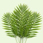 chamaedorea seifrizii