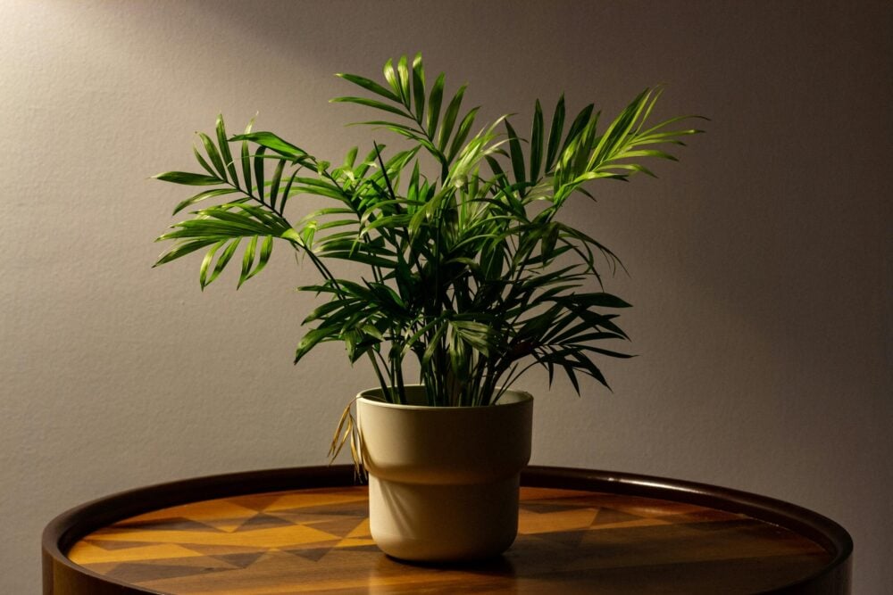 chamaedorea seifrizii chamaedorea seifrizii