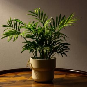 Le Palmier Bambou - Chamaedorea seifrizii