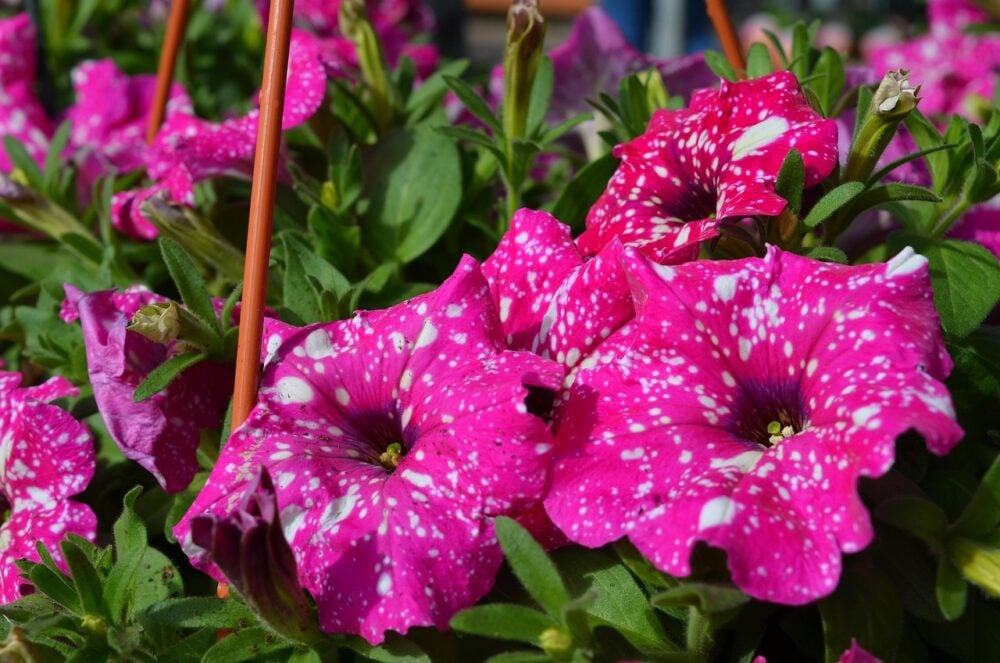 plant-3455282_1280