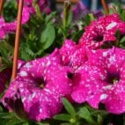 plant-3455282_1280