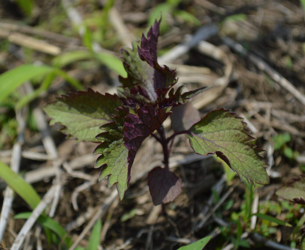shiso-bicolor