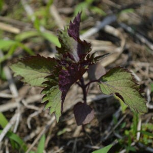 Shiso Bicolor