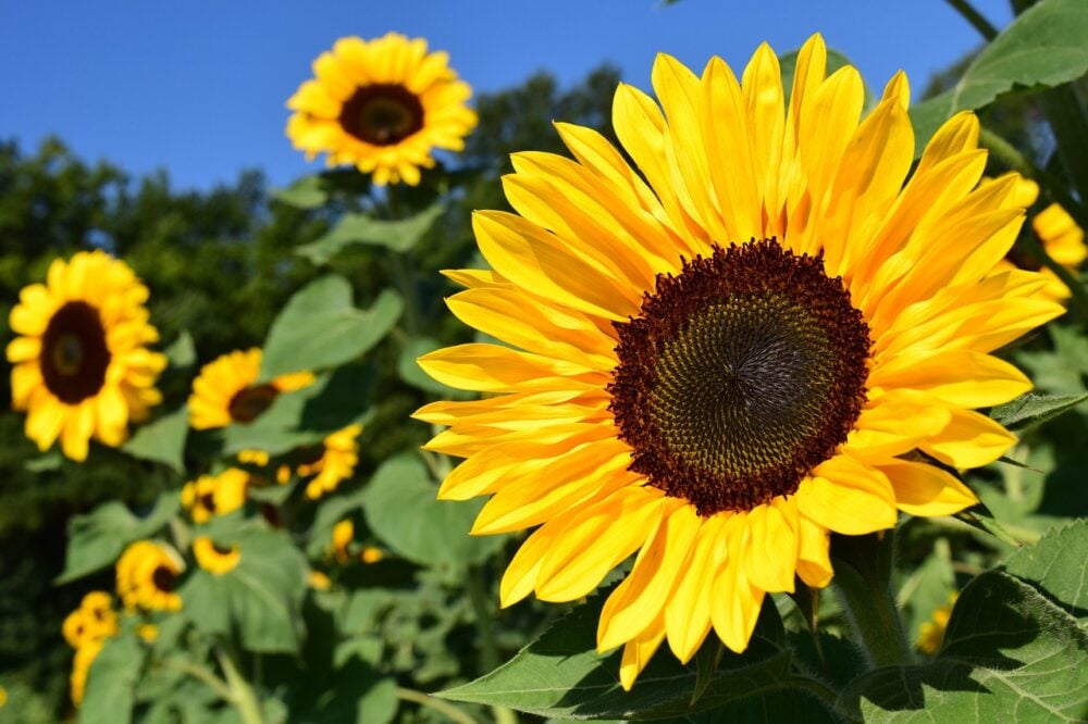 sunflower-1627193_1280 sunflower-1627193_1280
