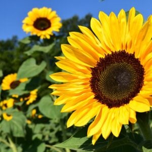 Tournesol Black Oil