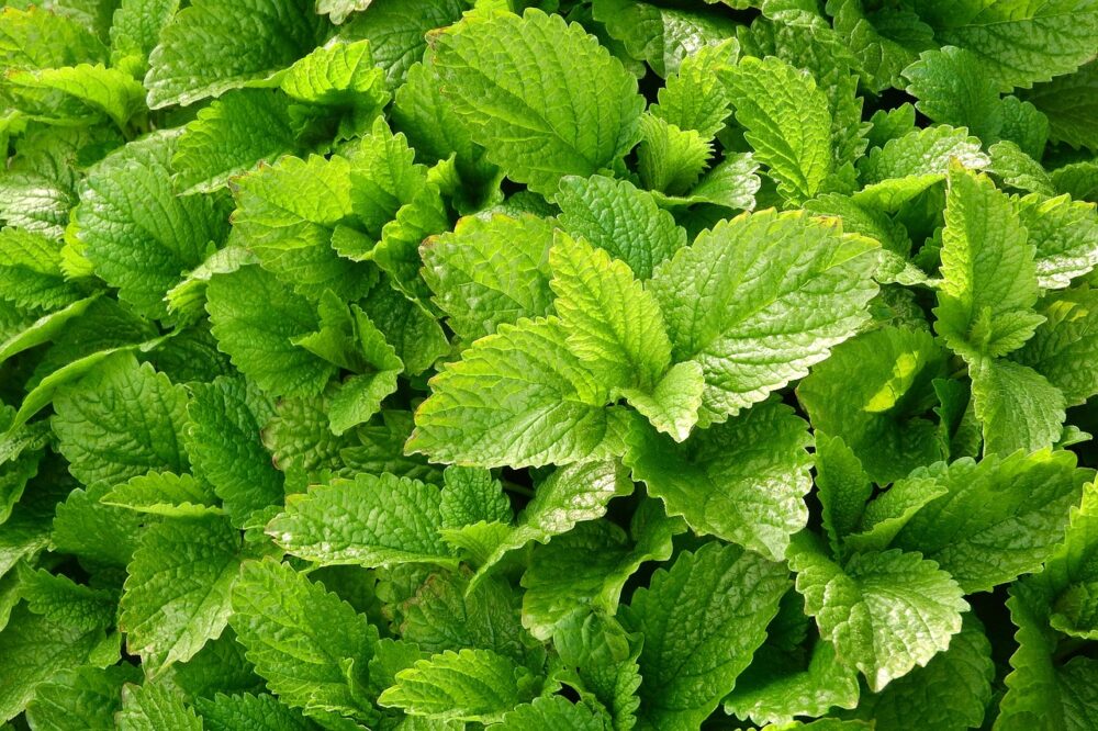 lemon-balm-2370812_1280 lemon-balm-2370812_1280