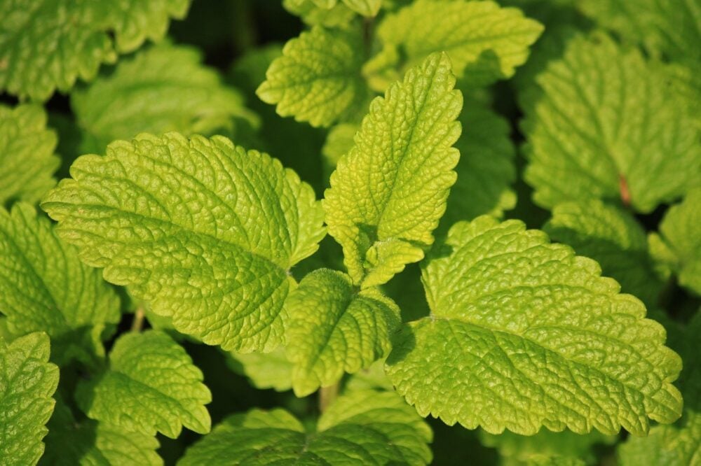 lemon-balm-785195_1280 lemon-balm-785195_1280