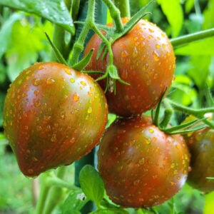Tomate Violette Tigrée