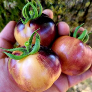 Black Cherry Beauty