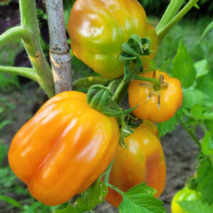 California Tulip Tomato