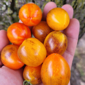 Atomic Sunset Tomato
