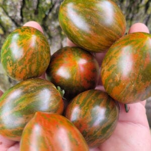 Atomic Watermelon Tomato