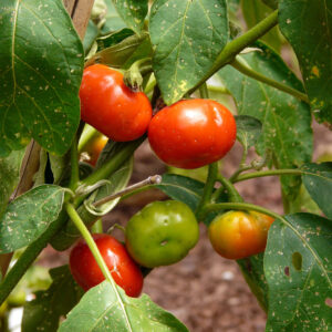 Cannibal Tomato — Solanum uporo
