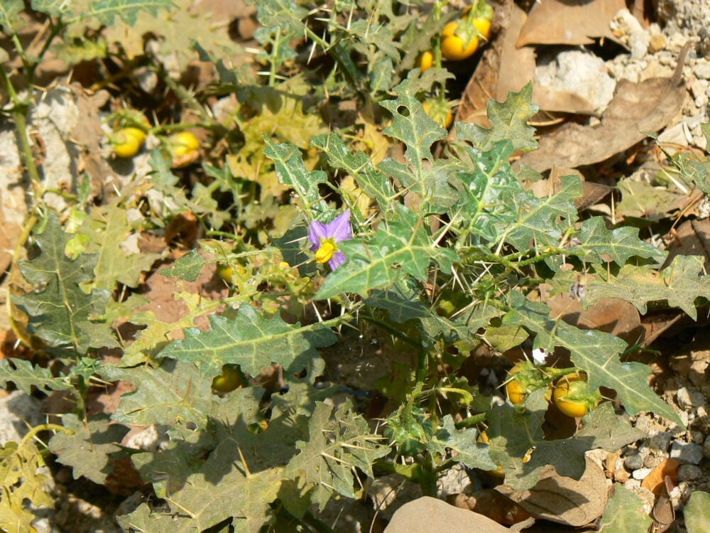 kantakari solanum virginianum kantakari solanum virginianum
