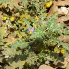 kantakari solanum virginianum
