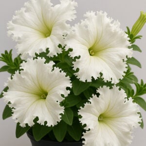Pétunia Voile de Dentelle
