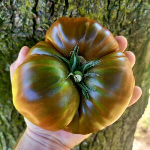 Tomate Terre d'ombre Géante
