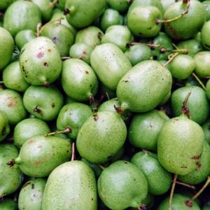 Mini Kiwi Kiwaï (Actinidia arguta)
