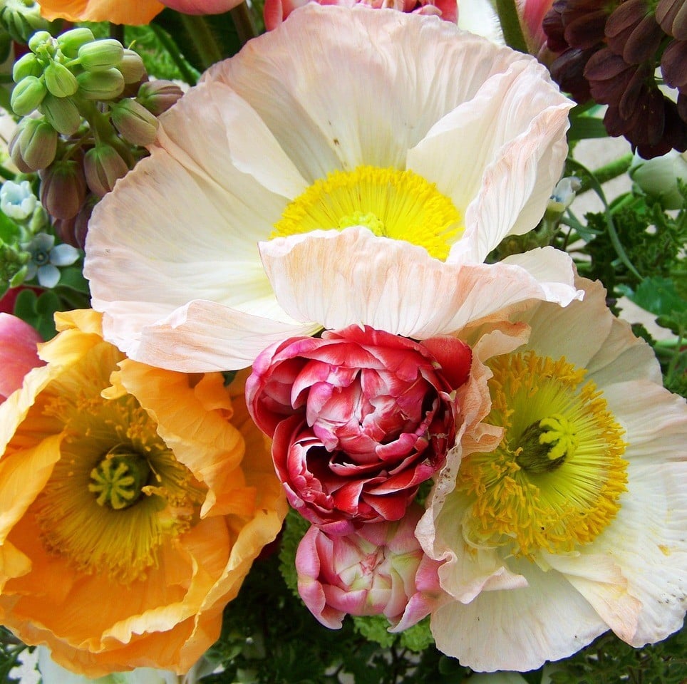 Fleurs