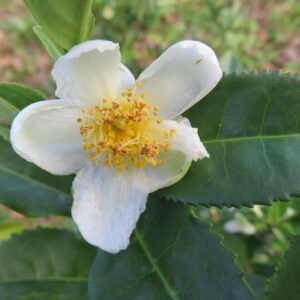 Camellia sinensis — Plante à thé