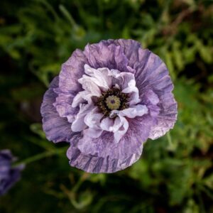 Pavot gris (Papaver rhoeas)