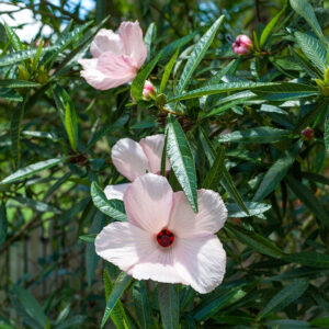 Hibiscus sabdariffa