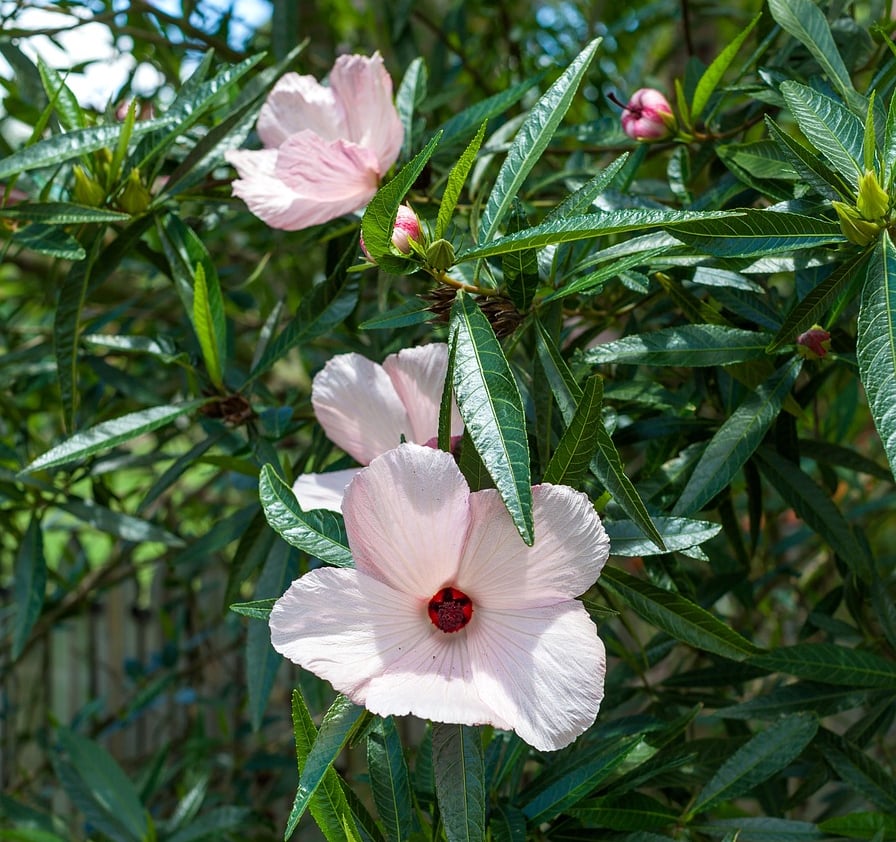 flowers-2914339_1280 (1) flowers-2914339_1280 (1)