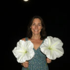 giant moonflower