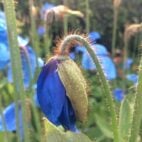 himalayan-blue-poppy-2371958_1280